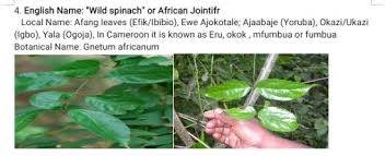 Image result for Oxyanthus latifolius