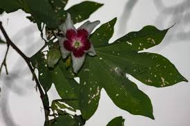 Image result for Triplochiton zambesiacus