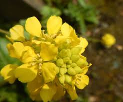 Image result for Sinapis arvensis