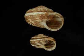 Image result for Xerophyta kirkii