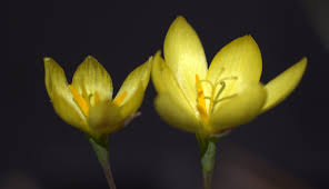 Image result for Hypoxis monanthos