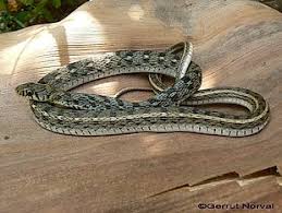 Image result for Amphiasma