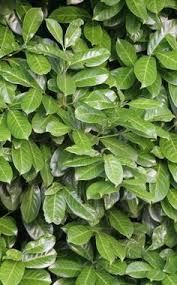 Sichtschutz Die 12 Besten Heckenpflanzen Heckenpflanzen Garten Hecken Garten Pflanzen