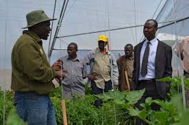 Image result for kilimo cha greenhouse