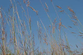 Image result for Sorghastrum nudipes