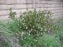 Image result for Manniophyton