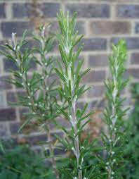 Site Verification Rosemary Plant Rosemary Plant Care Growing Rosemary