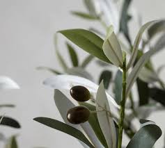 Faux Potted Olive Trees Potted Olive Tree Elegant Home Decor Faux Plants