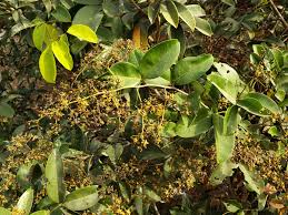 Image result for Dialium guineense