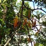 Image result for Dictyophleba