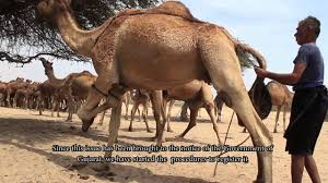 India's camel culture is globally unique, with its traditional taboo on using camels for meat. The Kharai Camels Amazing Camel Breed Of India Youtube