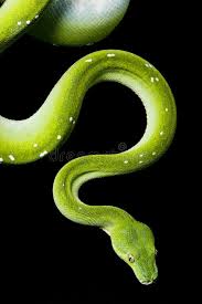 Black And White Snake Dream Meaning In Islam Green Tree Python Morelia Viridis On Black Background Ad Python Tree Green Morelia Background Ad Dream Interpretation Snake Green Trees