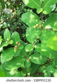 Image result for Rauvolfia afra