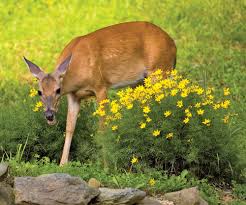 | deer food and nutritional requirements for fall. Tips To Deer Proof Your Garden Baltimore Magazine