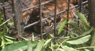 Macan ditangkap menyusul banyak kambing milik warga di gunung lawu diserang binatang buas. Sejumlah Ternak Mati Diterkam Dikira Pelakunya Macan Dahan Ternyata Suara Sumsel