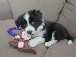 Border collie puppies for sale at marketplaces. Our New Baby Girl Black And White Border Collie Puppy 3 Loves Her Little Monkey Trainpuppies Bordercollie Puppy Adoption Border Collie Puppies Cute Dogs