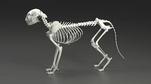As shown by thr upper left diagram. Cat S Skeleton And Body Form Everything About Cats