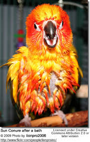 Sun Conures Or Sun Parakeets Beauty Of Birds