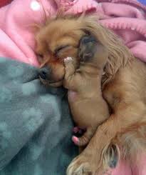Tired Mama Cute Animals Animals Baby Animals