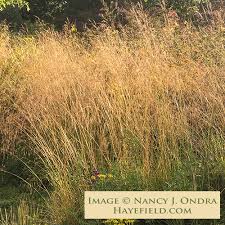 Image result for Deschampsia cespitosa