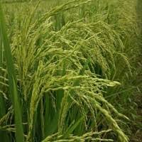 Benih padi unggul ciherang janger 5kg. Jual Benih Padi Ciherang Terdekat Harga Murah Grosir April 2022