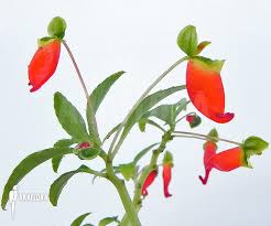 Image result for Impatiens keilii