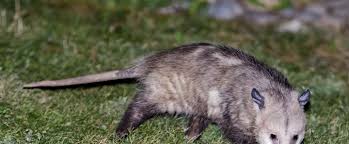 Wildlife pest control and removal. Wildlife Animal Control Exclusion Remediation Clearwater Fl Chattanooga Nashville Tn Macon Atlanta Ga