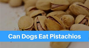 Can my dog eat pistachios? however, have you ever asked yourself, can my dog eat pistachios? are these tasty little human treats just as good for us as they are for our doggos? Can Dogs Eat Pistachios Petsolino