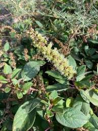 Image result for Phytolacca dodecandra