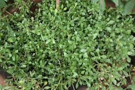Image result for Alternanthera sessilis