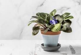 It can be found among the sale items of mail order and online businesses, nurseries, and plant stores. America S 12 Most Popular Houseplants According To Google Trends Houseplants Pencil Cactus Planting Flowers