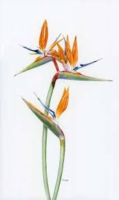 Bird Of Paradise Plant Watercolor Strelitzia Flower Art Flower Drawing Flower Painting