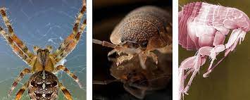 To help with your pest control search, here's a list of the top five exterminators based on nationwide availability, as well as other key factors — like certifications, the diversity of treatment plans, and general customer satisfaction. Best Pest Control Near Me Secaucus Nj Urgent Pest Control 201 626 6075 Call For Urgent Bug Rodent Pest Control In Seca Best Pest Control Termite Control Pest Control