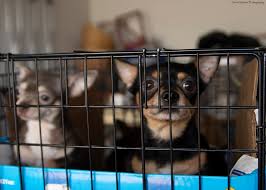 The city of colorado springs allows up to four (4) dogs and four (4) cats over four (4) months of age for more information about animal law enforcement, public pet services, or pet adoption, or to support animal. 30 Chihuahuas Discovered In Colorado Springs Garage After Owner Gets Evicted