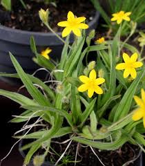 Image result for Hypoxis angustifolia