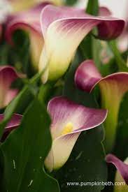 Rhs Chelsea Flower Show Plant Of The Year 2016 Pumpkin Beth Rasteniya