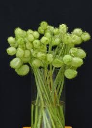 See more ideas about flower arrangements, wedding flowers, flowers. Seeds For Unusual Dry Flower Arrangement Plants
