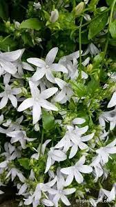 Learn To Grow Serbian Bellflower Video In 2020 White Flowering Plants Landscaping Plants White Gardens
