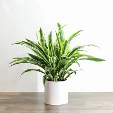 Image result for dracaena
