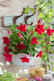 Image result for dipladenie amonea