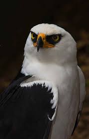 Black And White Eagle Black White Eagle Hawk Beautiful Creatures Birds Colorful Birds Animals