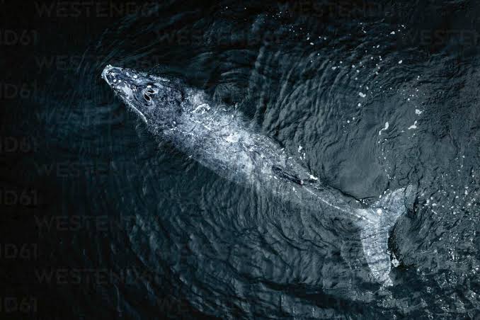 Vista aérea desde arriba de una cría de ballena jorobada en el océano Pacífico, cerca de Baja California Sur, México. stock photo