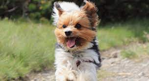 Sie wurden gezielt klein gezüchtet zum perfekten wohnungshund mit genügsamen ansprüchen an seine. Biewer Yorkshire Terrier Alles Wissenswerte Uber Die Rasse
