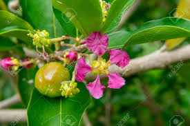 What is an acerola cherry? Close Up Barbados Or Acerola Cherry Flower On Tree Malpighia Stock Photo Picture And Royalty Free Image Image 109979338