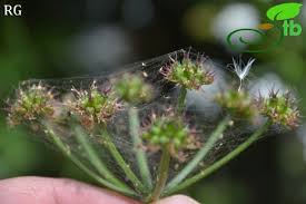 Image result for Cyclocarpa