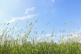 We did not find results for: Tall Grass Pictures Download Free Images On Unsplash