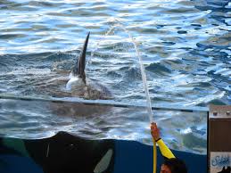 Resultado de imagen de imagenes de loro parque