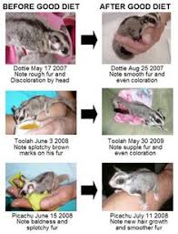 19 best 1 sugar glider love images in 2017 sugar gliders