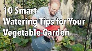 How often should you water a vegetable garden? 10 Smart Watering Tips For Your Vegetable Garden Youtube