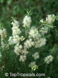 Image result for Melaleuca